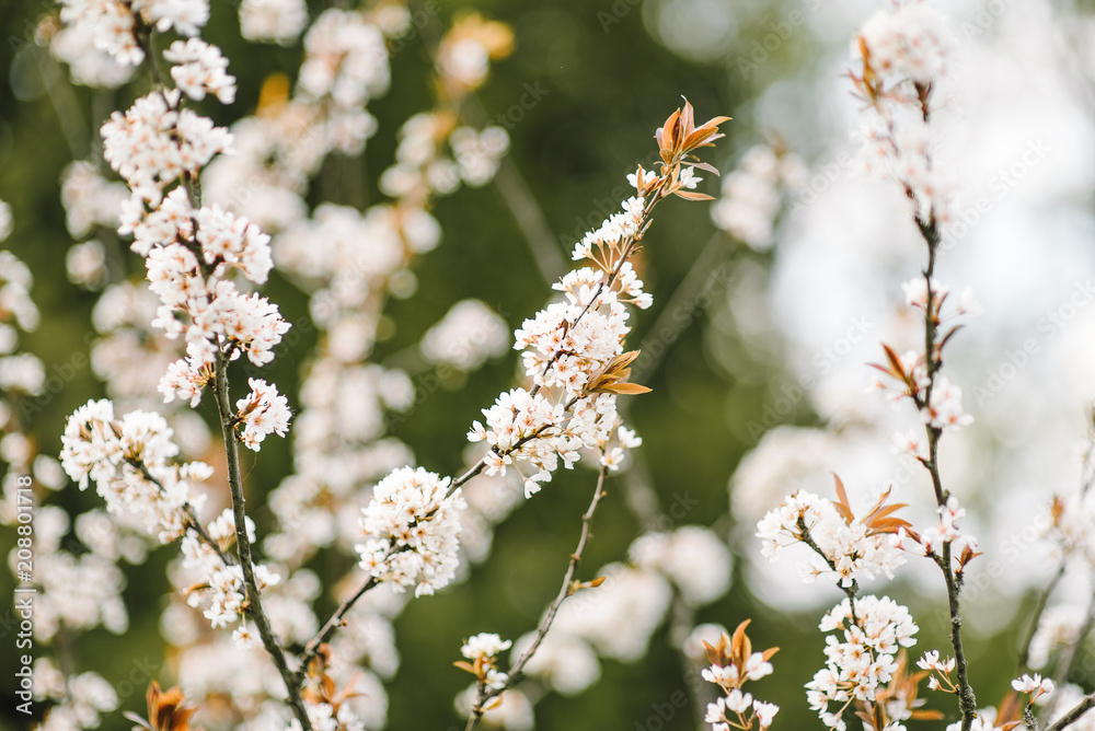 Spring color background. Beautiful nature scene with a flowering tree. Sunny day. Spring flowers. Beautiful garden. Abstract blurred background Spring color background. Beautiful nature scene with a flowering tree. Sunny day. Spring flowers. Beautiful garden. Abstract blurred background