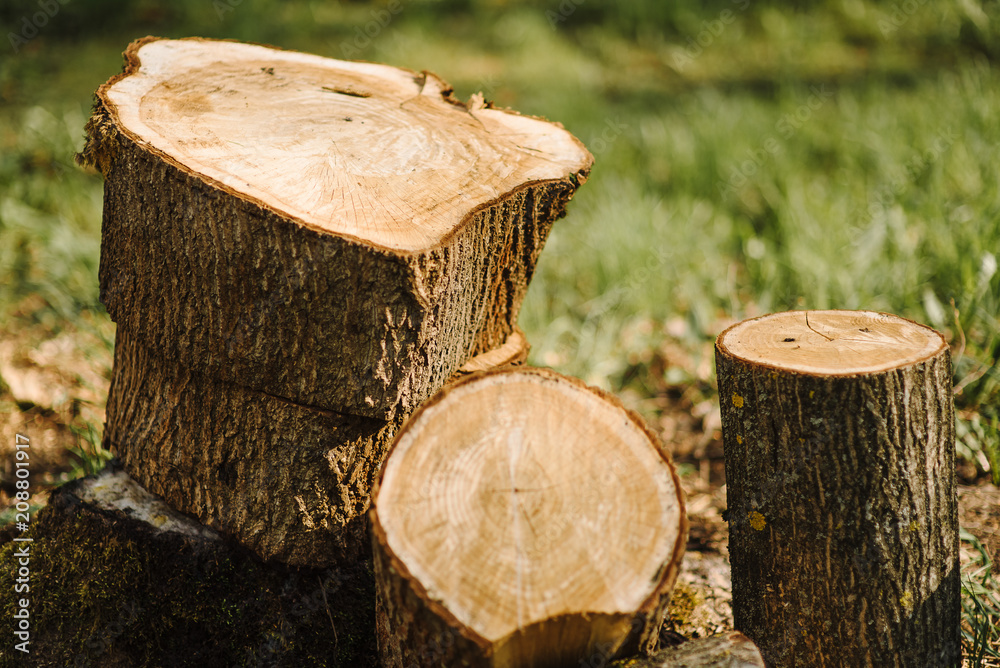 A pile of cut tree trunks giving a nice view of the concentric year rings.Pile of wood logs storage A pile of cut tree trunks giving a nice view of the concentric year rings.Pile of wood logs storage