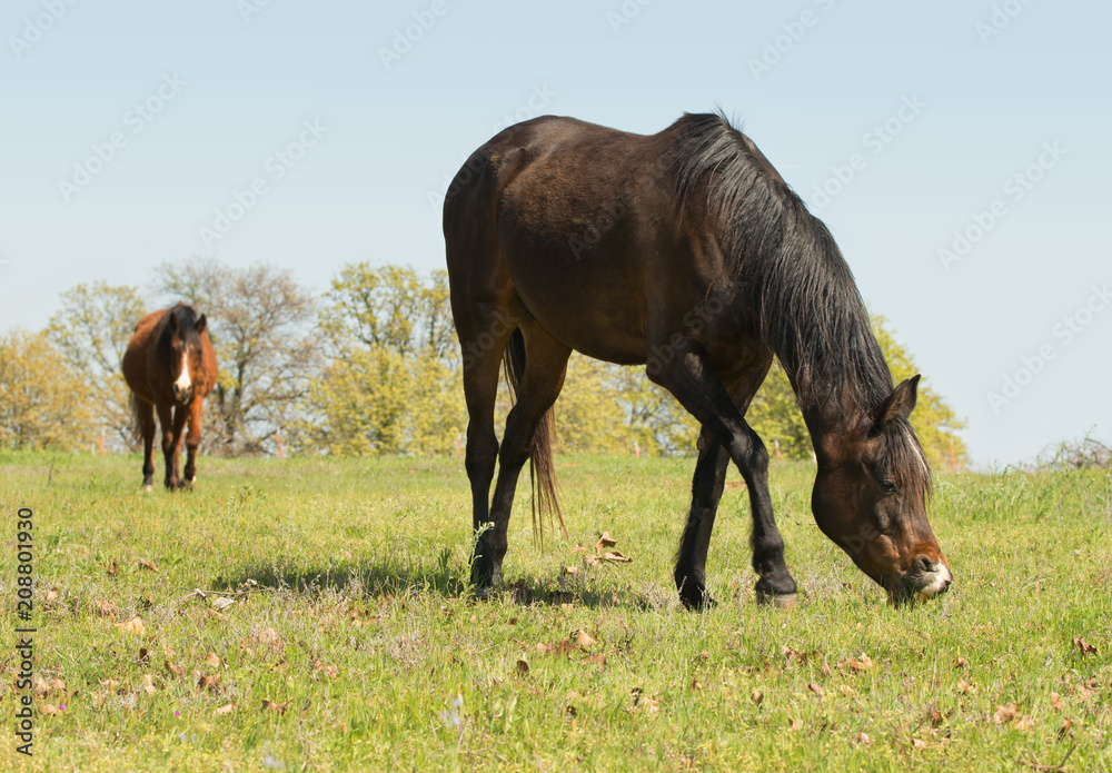 Dark bay horse grazing on a green spring pasture Dark bay horse grazing on a green spring pasture
