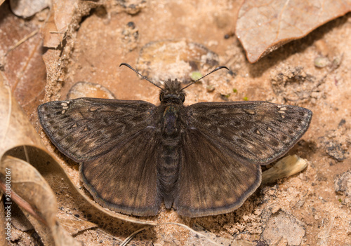 Juvenal's Duskywing butterfly resting on ground in early spring photo