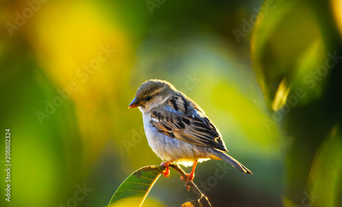 Littel Sparrow at Ooty