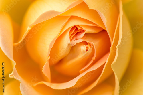 Close-up of a yellow rose revealing its patterns, textures, and details. Shallow depth of field, macro