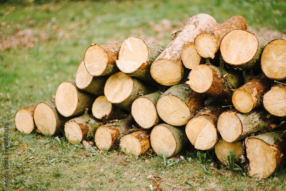 A pile of cut tree trunks giving a nice view of the concentric year rings.Pile of wood logs storage