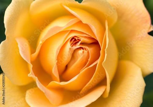 Close-up of a yellow rose revealing its patterns  textures  and details. Shallow depth of field  macro