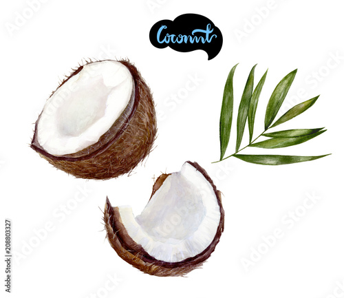coconut watercolor illustration