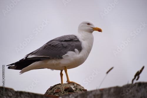 Pássaro num dia branco © LoveStock