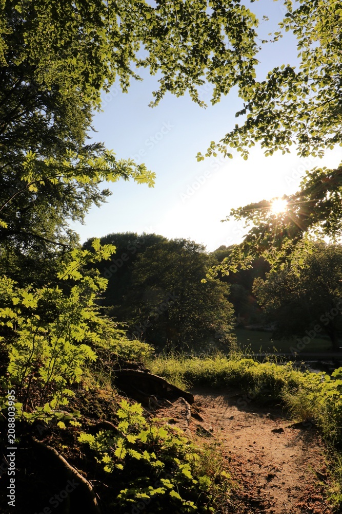Wald Weg , Konzept Baumbestattungen, Waldfriedhof, Bestattung im Wald Wald Weg , Konzept Baumbestattungen, Waldfriedhof, Bestattung im Wald