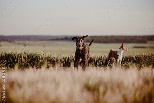 junger Deerhound im Feld