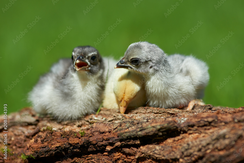 Chickens in spring outdoors Chickens in spring outdoors