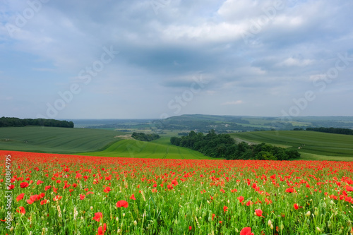 Poppy field panorama