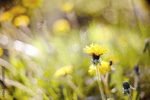 Fototapeta Naklejka Na Ścianę i Meble -  Abstract background with a yellow flower - a dandelion