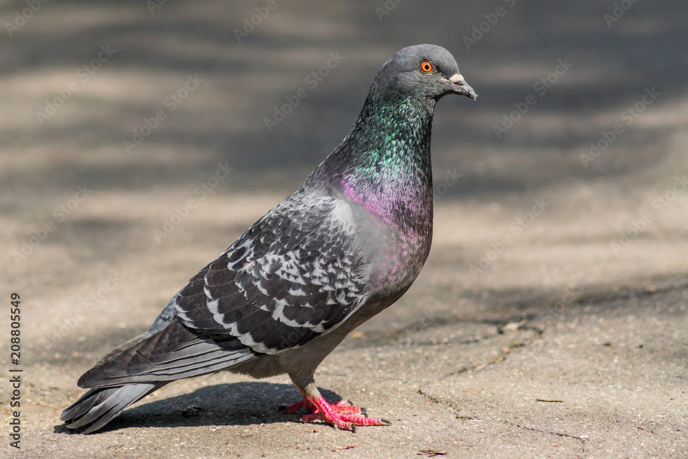 portrait of the pigeon on the road looking to the camera portrait of the pigeon on the road looking to the camera