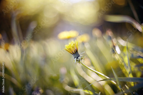 Fototapeta Naklejka Na Ścianę i Meble -  Yellow flowers of a dandelion