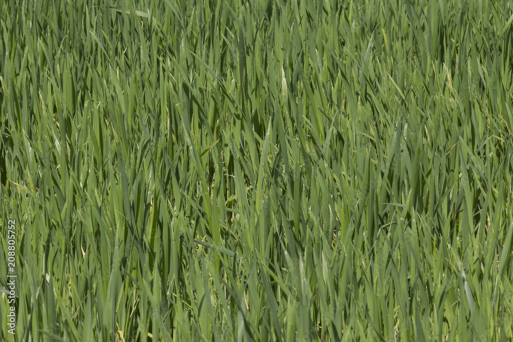 Obraz premium Young green shoots of wheat growing in the field. Template.