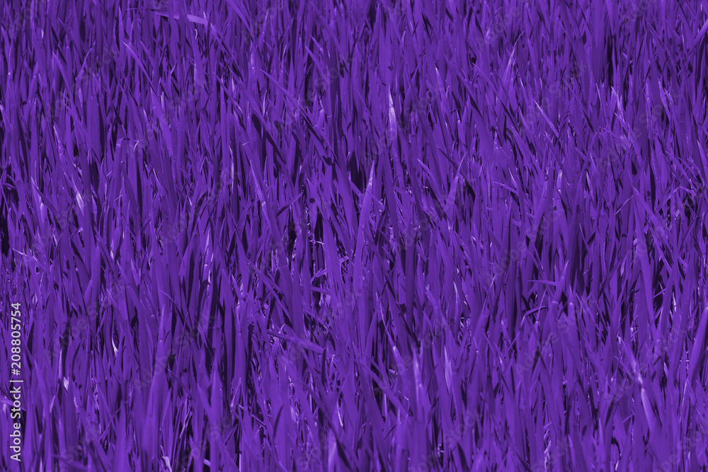 Young green shoots of wheat growing in the field toning in ultra violet. Young green shoots of wheat growing in the field toning in ultra violet.