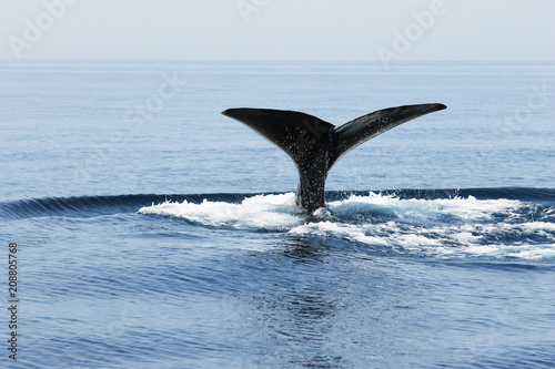 Whale Watch at Muscat Beach Oman