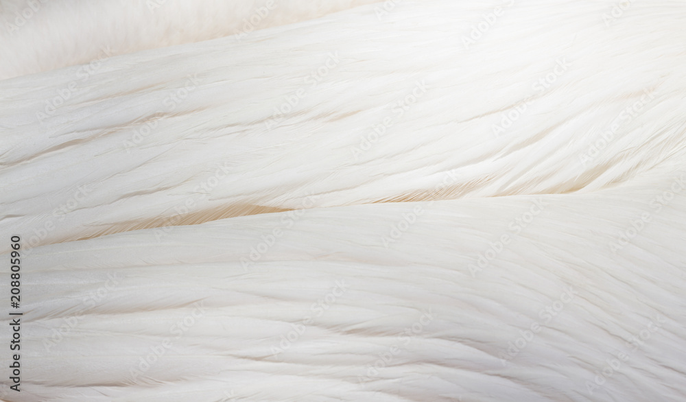 Abstract background of pelican feathers Abstract background of pelican feathers