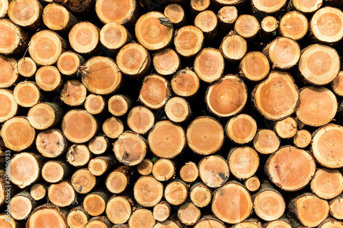 Pile of wood in a forest straight view