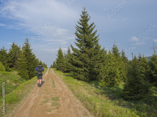 hiker man with backpack walking on footpath in Jizera mountain on sping lush green meadow, spruce tree forest with blue sky background