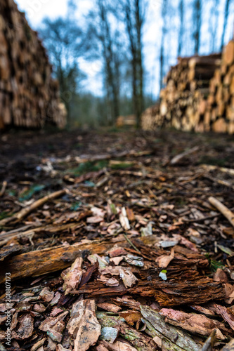 Fototapeta Naklejka Na Ścianę i Meble -  Pile of wood in a forest alongside a trail with bark in focus and blurry background