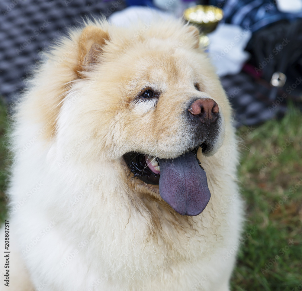 close up on chow chow dog and the blue tongue