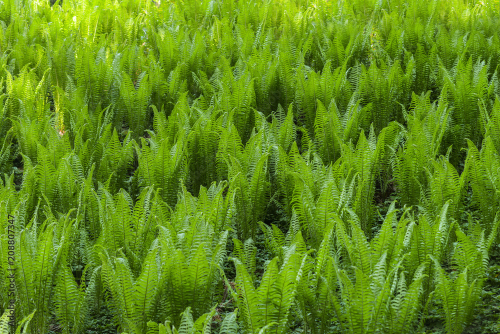 close up on fern leafs, background or texture close up on fern leafs, background or texture