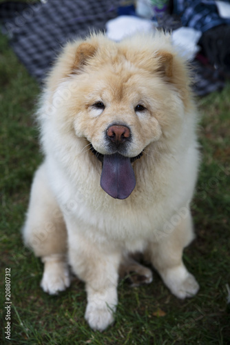 close up on chow chow dog and the blue tongue © irontrybex