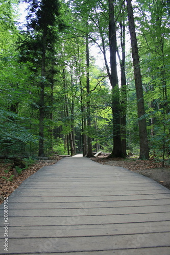  Ścieżka przez las wyłożona drewnianymi deskami, puszcza jodłowa, Góry Świętokrzyskie, wejście na Łysicę © Monika