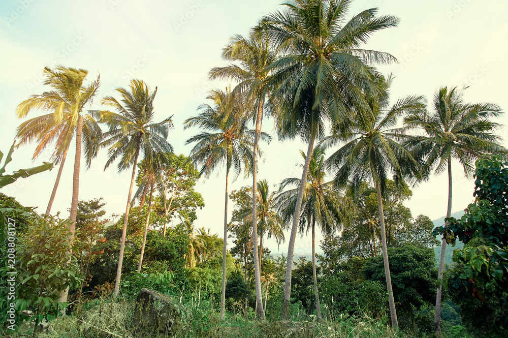 Landscape. Coconut palms in jungle. Landscape. Coconut palms in jungle.