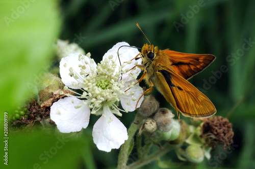 Schmetterling - Dickkopffalter auf Blüte - Stockfoto photo