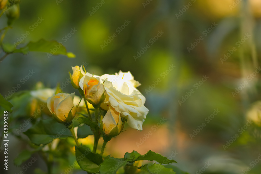 White yellow roses bloom in the garden, white roses on a blurred background, flowers with copy space, bouquet preparation, spring garden, blank for a holiday card White yellow roses bloom in the garden, white roses on a blurred background, flowers with copy space, bouquet preparation, spring garden, blank for a holiday card