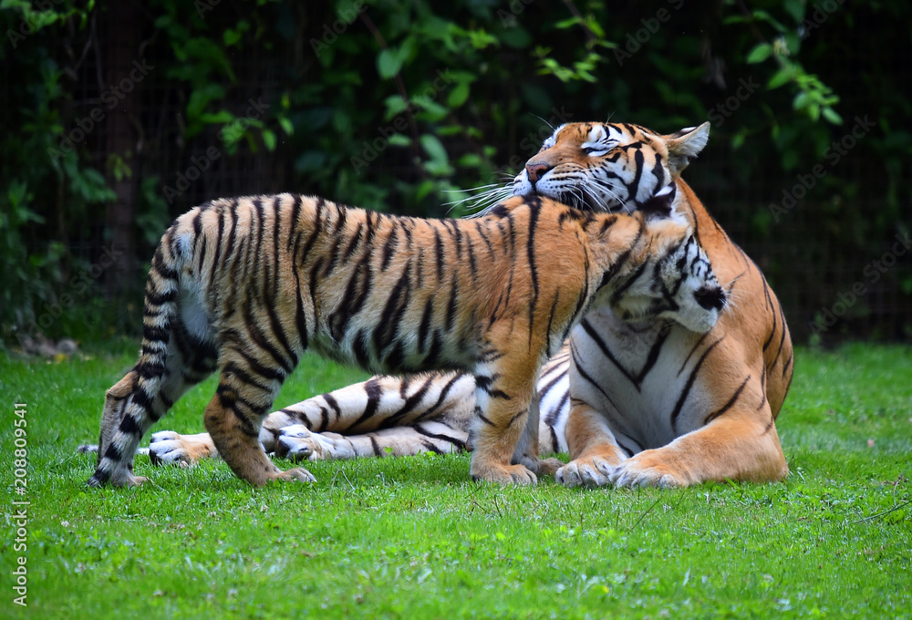 Obraz premium siberian tiger in safari