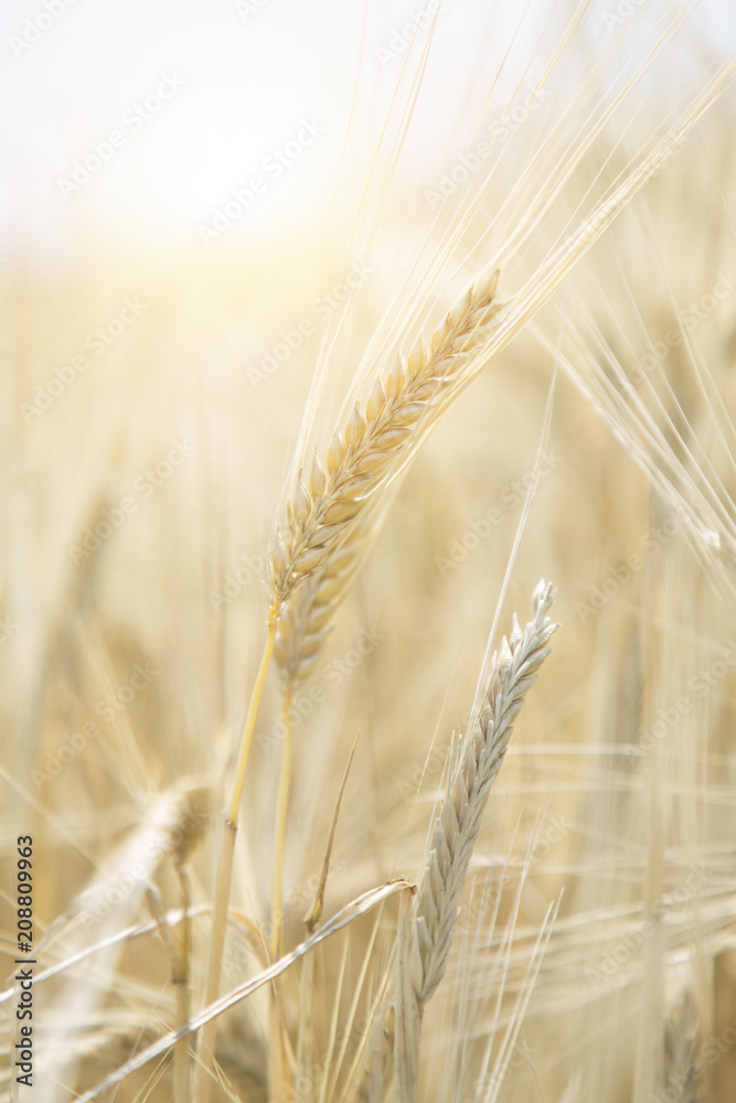 Wheat Beards.Wheat field morning sunrise and yellow sunshine Wheat Beards.Wheat field morning sunrise and yellow sunshine