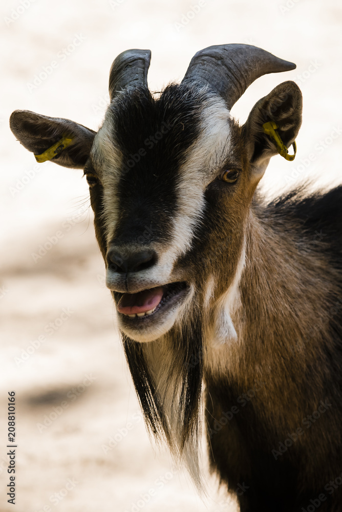 Meckernde Ziege, Ziege im Zoo, Tierpark, Ziege im Streichelzoo, Ziege steckt die Zunge heraus Meckernde Ziege, Ziege im Zoo, Tierpark, Ziege im Streichelzoo, Ziege steckt die Zunge heraus