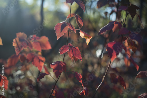 Red leaves in a garden in the fall photo