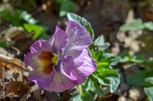 flower