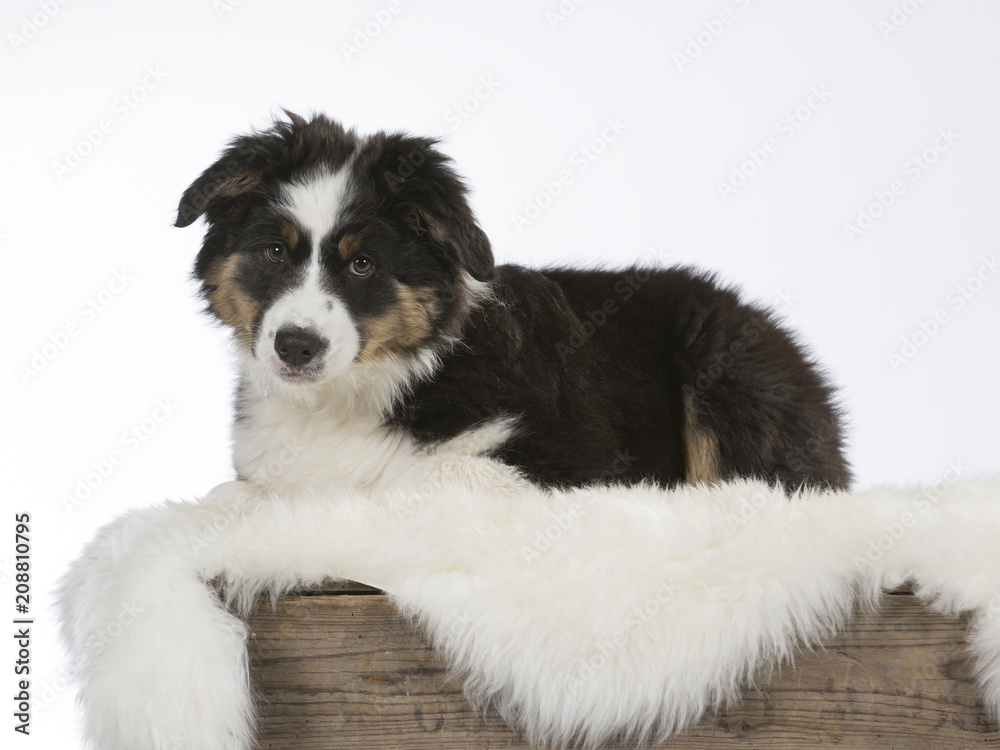 Australian shepherd dog puppy in a studio with white background. 11 weeks old puppy isolated on white.