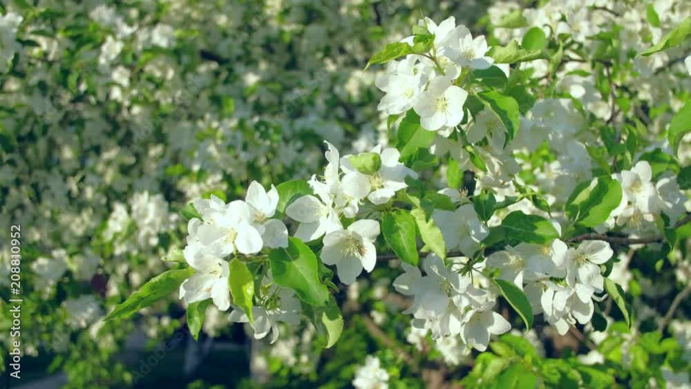 4k uhd- blooming Apple trees in garden. Smooth camera movement. Close-up footage.