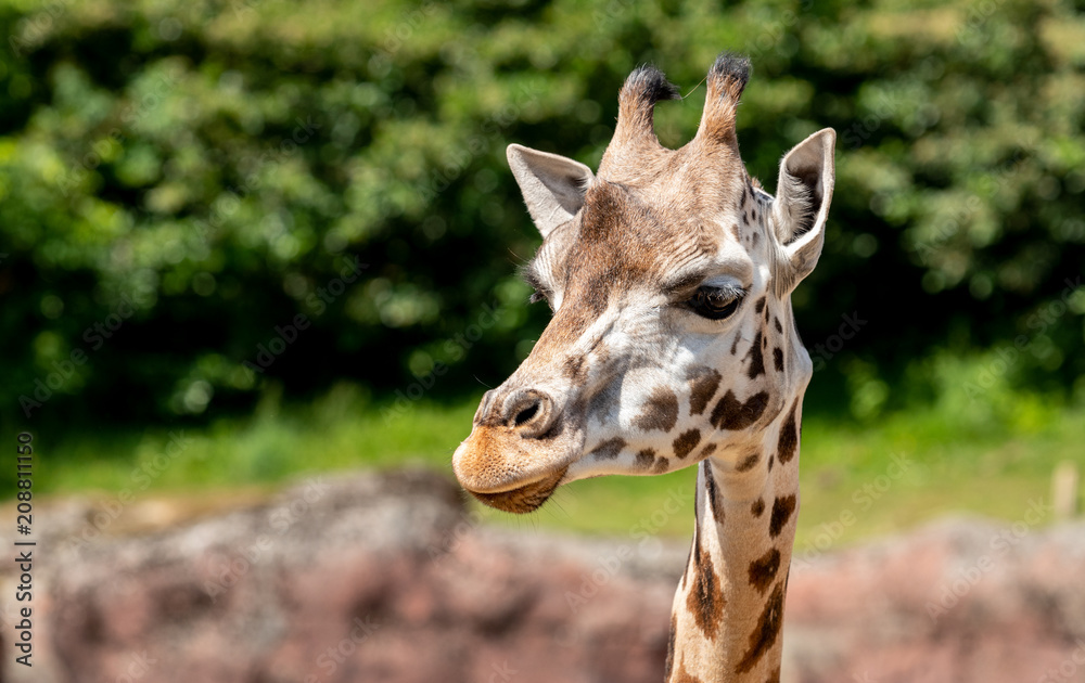 Naklejka premium head of a giraffe