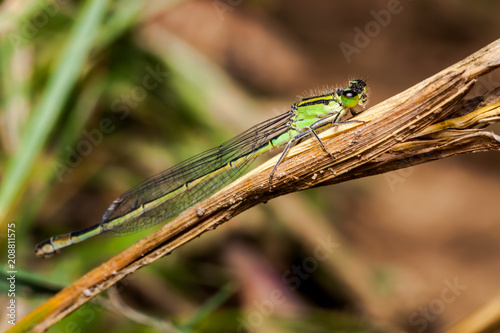 female dragonfly azure damselfly, green Coenagrion puella