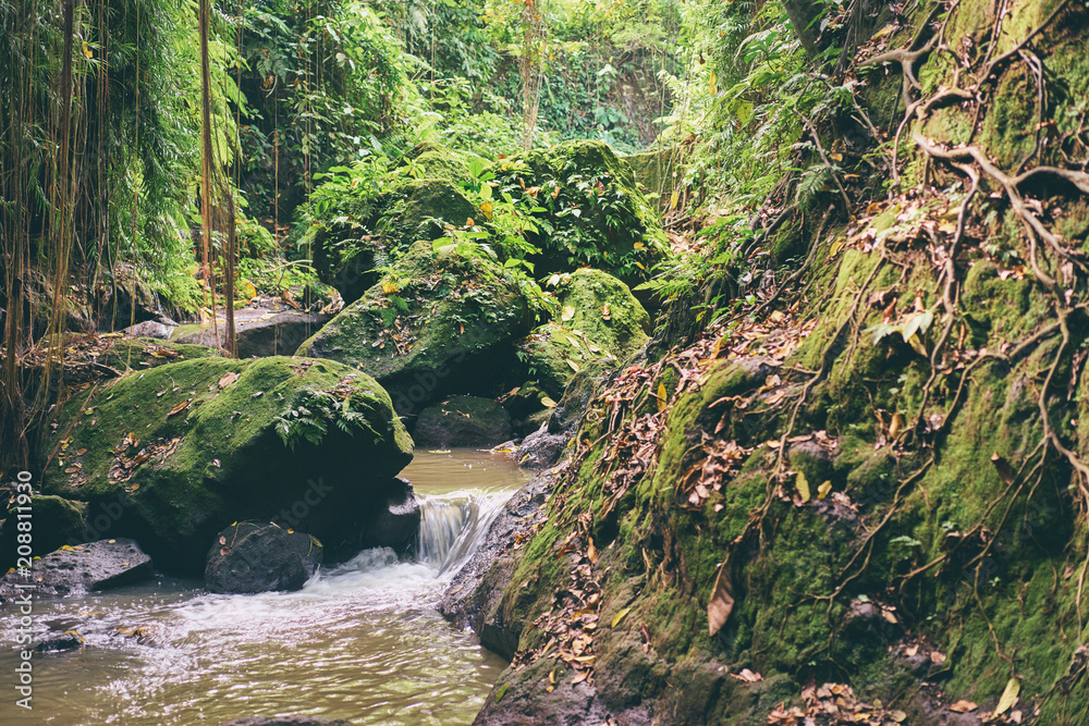 Stream river in the green jungle.
