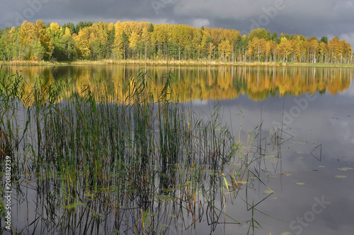 Autumn nature landscape with the lake in foreground and gold forest in the background