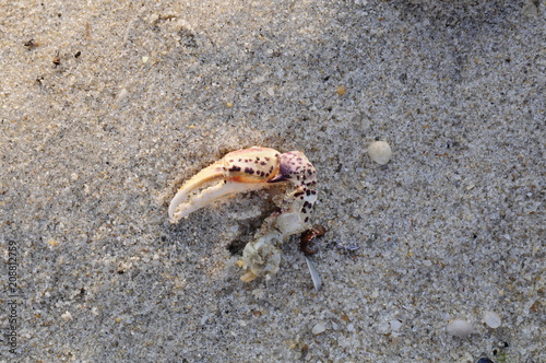 Crab Claw In Sand