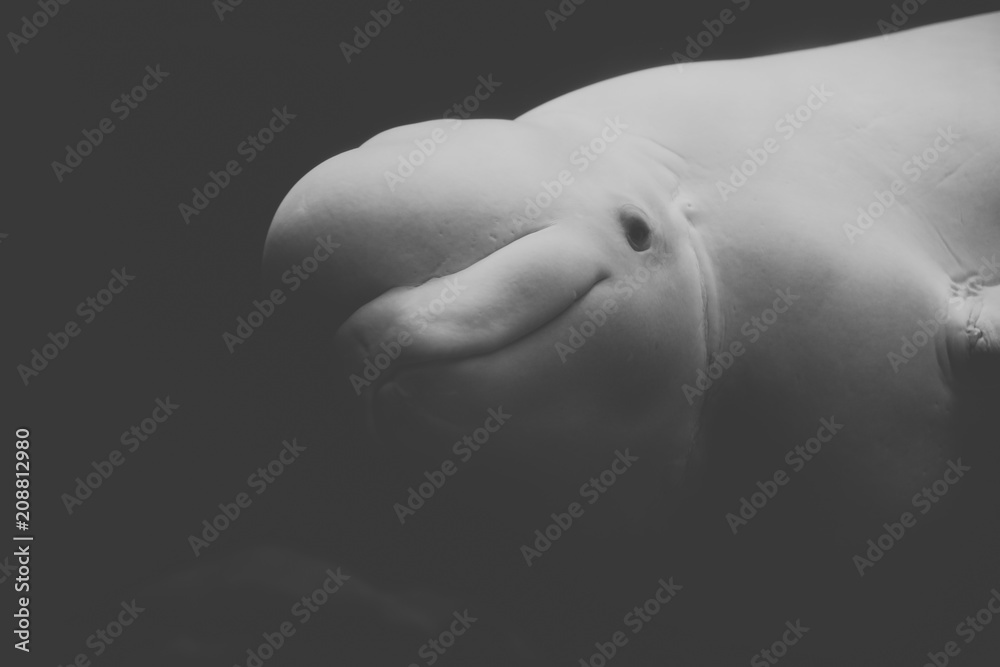 Fototapeta premium Beluga smile