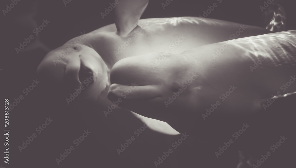 Fototapeta premium Beluga Whales smiles