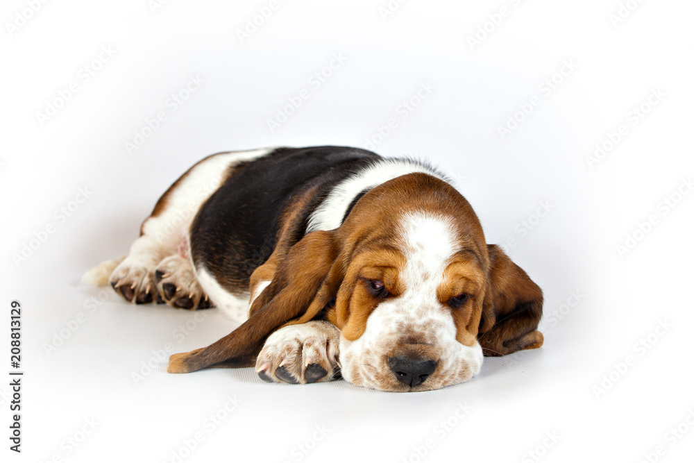 Basset hound puppy lying on a white background