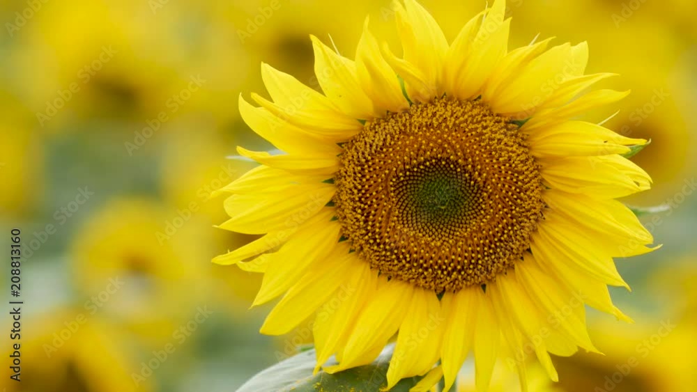 Beautiful sunflower field Beautiful sunflower field