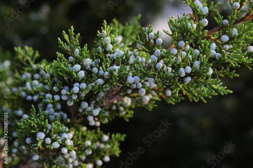 Berry Tree