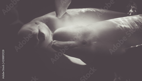 Beluga Whales smiles © EDUARDO