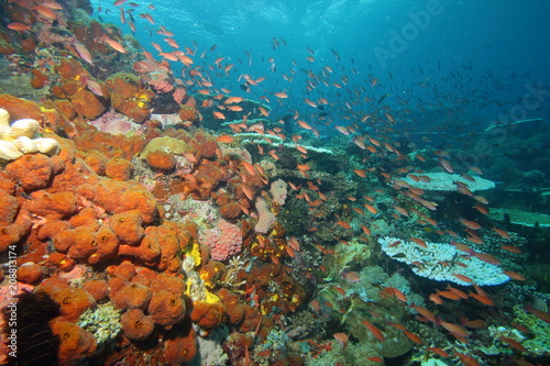 Fototapeta Naklejka Na Ścianę i Meble -  Colorful reef fish blue ocean and bright coral underwater